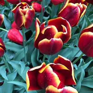 Meet your Posher, Riley